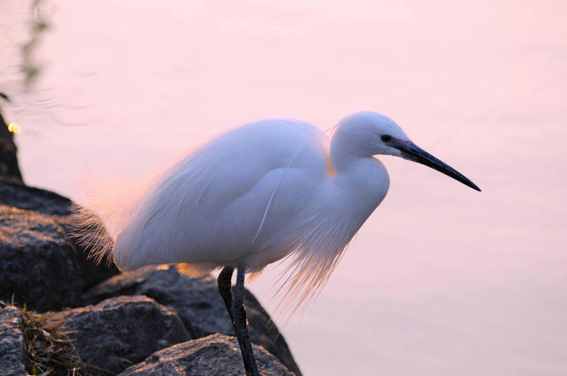 无人,站,横图,室外,白天,侧面,旅游,度假,湖,湖泊,石头,美景,日落,水,白鹭,鸟,阴影,朦胧,模糊,光线,鸟类,石子,影子,湖面,景观,水流,水面,晚霞,霞光,落日,注视,娱乐,一只,阳光,自然,黄昏,湖水,观察,看,站着,享受,休闲,景色,彩霞,放松,观看,察看,关注,自然风光,小白鹭,雪鹭,夕照,薄暮,石块,岩石,夕阳,站立,彩图,全身,傍晚,斜阳