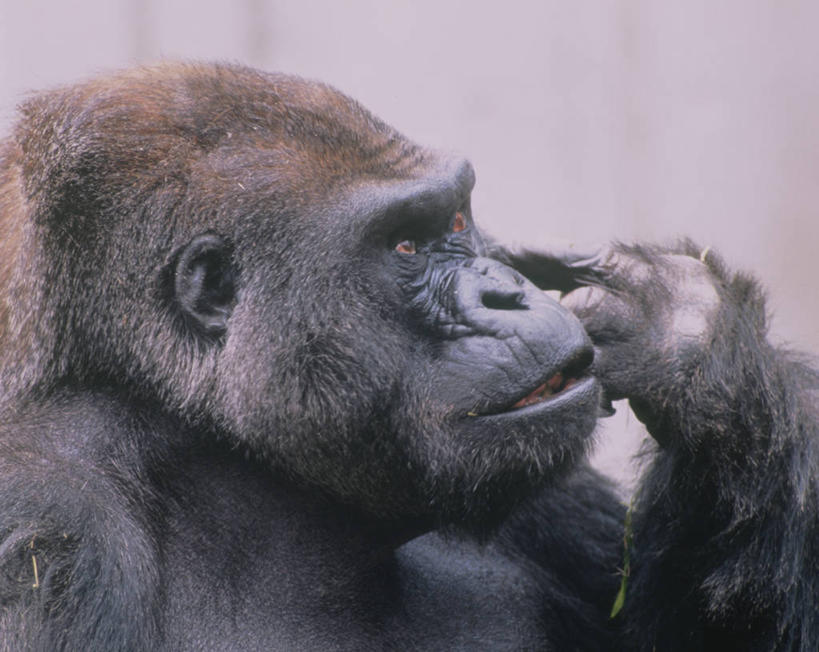 头,手,无人,摸,横图,室外,特写,白天,侧面,哺乳动物,野生动物,猩猩,一头,抚摸,阴影,光线,影子,注视,阳光,动物,观察,看,手部,观看,单手,察看,关注,大猩猩,金刚猩猩,头部,触摸,接触,半身,彩图