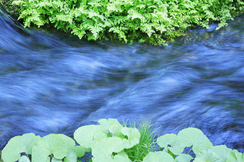 无人,横图,俯视,室外,特写,白天,旅游,度假,草地,草坪,河流,美景,水,植物,叶子,长野县,日本,亚洲,阴影,光线,纹理,影子,河水,景观,水流,绿叶,娱乐,草,绿色,小溪,阳光,自然,溪水,享受,休闲,嫩叶,景色,放松,自然风光,东亚,本州,肌理,本州岛,日本国,中部地方,长野,轻井泽,轻井泽町,白丝瀑布,叶,叶片,叶脉,彩图,高角度拍摄,北佐久郡