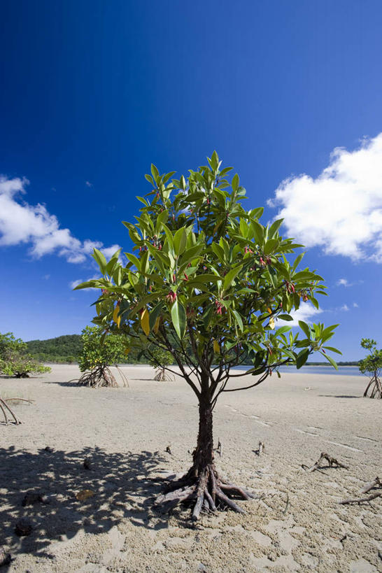 无人,竖图,室外,白天,正面,旅游,度假,美景,树林,植物,日本,亚洲,阴影,光线,影子,景观,云,云朵,红树,云彩,娱乐,冲绳,树,树木,蓝色,绿色,白云,蓝天,天空,阳光,自然,天,享受,休闲,景色,放松,生长,晴朗,成长,冲绳县,自然风光,东亚,琉球群岛,日本国,九州地方,八重山群岛,西表岛,晴空,彩图,红树林
