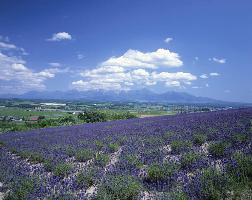 无人,横图,室外,白天,正面,爱情,旅游,度假,草地,草坪,花海,花圃,美景,山,山脉,植物,叶子,北海道,日本,亚洲,阴影,盛开,光线,影子,景观,山峰,云,云朵,山峦,浪漫,花蕾,云彩,娱乐,草,花,花瓣,花朵,花卉,鲜花,蓝色,绿色,紫色,白云,蓝天,天空,阳光,自然,香草,花丛,花束,花田,群山,天,花苞,花蕊,薰衣草,享受,休闲,景色,放松,晴朗,自然风光,呼吸,东亚,日本国,北海道地方,北海道岛,灵香草,黄香草,上富良野町,上富良野,奇迹,晴空,彩图