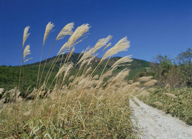 无人,横图,室外,白天,正面,旅游,度假,草地,草坪,美景,山,山脉,树林,植物,道路,路,日本,亚洲,阴影,光线,影子,景观,山峰,小路,交通,山峦,娱乐,草,树,树木,蓝色,绿色,蓝天,天空,阳光,自然,群山,天,享受,休闲,景色,放松,生长,晴朗,成长,自然风光,东亚,本州,万里无云,关东地方,本州岛,日本国,栃木,栃木县,晴空,晴空万里,彩图,盐谷郡,盐谷町