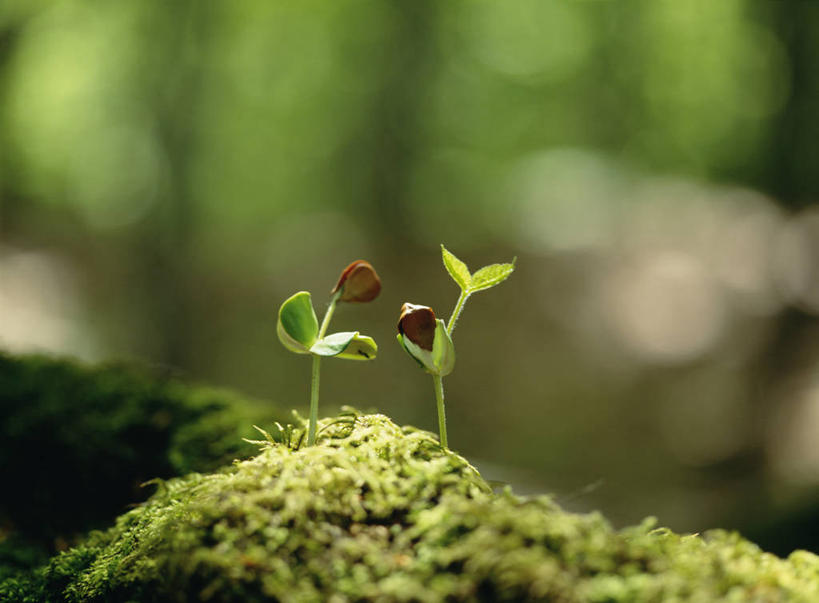 无人,横图,室外,特写,白天,正面,草地,草坪,美景,树林,植物,日本,亚洲,阴影,朦胧,模糊,光线,影子,景观,青苔,苔藓,草,树,树木,绿色,阳光,自然,景色,生长,成长,自然风光,东亚,本州,本州岛,日本国,青森,青森县,东北地方,彩图,八甲田山