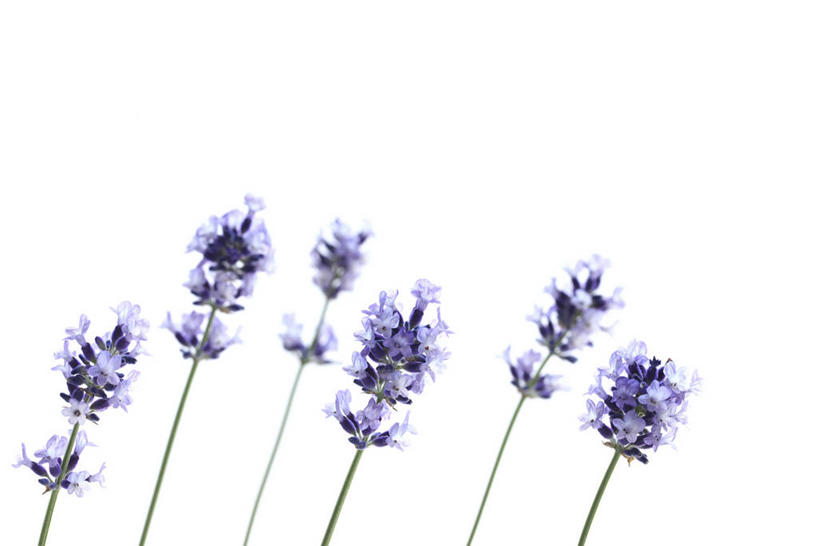 无人,横图,室内,特写,白天,白色背景,正面,爱情,一排,许多,整齐,并列,并排,盛开,很多,浪漫,花蕾,花,花瓣,花朵,鲜花,排列,香草,花苞,花蕊,薰衣草,摄影,影棚,队列,呼吸,平行,灵香草,黄香草,奇迹,彩图,影棚拍摄,拍摄