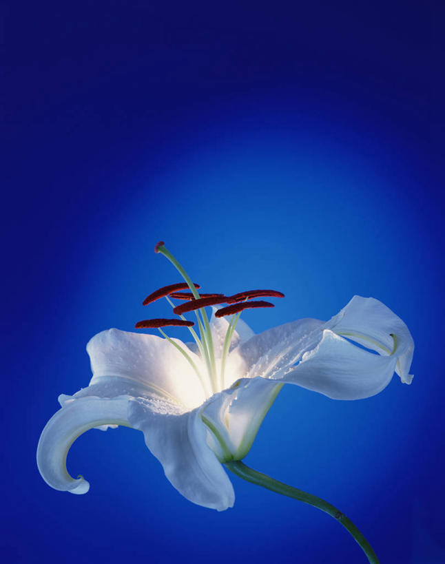 无人,竖图,室内,特写,白天,正面,百合花,阴影,蓝色背景,盛开,反射,影子,花蕾,花,花瓣,花朵,鲜花,一朵,白色,花苞,花蕊,摄影,影棚,强瞿,百合蒜,倒仙,番韭,山丹,彩图,影棚拍摄,拍摄,白百合,白花百合,圣母百合