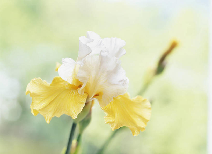 无人,横图,室外,特写,白天,正面,爱情,友谊,美景,阴影,朦胧,模糊,盛开,光线,影子,景观,鸢尾花,花蕾,花,花瓣,花朵,鲜花,黄色,阳光,自然,花苞,花蕊,景色,鸢尾,自然风光,紫蝴蝶,蓝蝴蝶,扁竹花,彩图,德国鸢尾,爱丽丝,爱丽丝花