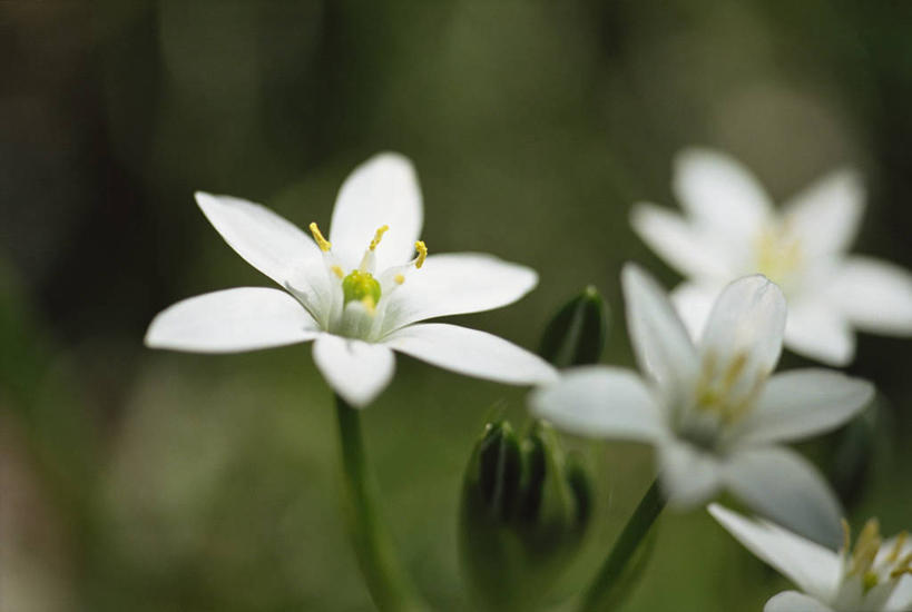 无人,横图,俯视,室外,特写,白天,美景,叶子,阴影,朦胧,模糊,盛开,光线,影子,景观,绿叶,花蕾,花,花瓣,花朵,鲜花,白色,阳光,自然,花苞,花蕊,嫩叶,景色,自然风光,虎眼万年青,海葱,葫芦兰,鸟乳花,玻璃球花,叶,叶片,彩图,高角度拍摄