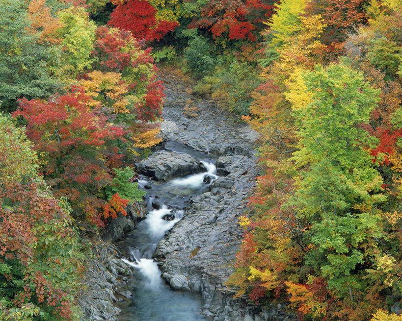 无人,横图,俯视,室外,白天,旅游,度假,河流,石头,美景,秋季,森林,树林,水,植物,叶子,日本,亚洲,石子,河水,景观,水流,枯叶,落叶,娱乐,树,树木,绿色,自然,享受,休闲,景色,放松,生长,成长,自然风光,东亚,本州,本州岛,日本国,中部地方,岐阜,岐阜县,叶,叶片,石块,岩石,秋,秋天,彩图,高角度拍摄,中津川市