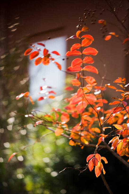 无人,家,竖图,室外,特写,白天,仰视,秋季,植物,叶子,许多,阴影,朦胧,模糊,盛开,光线,影子,房屋,屋子,公寓,枯叶,落叶,枝条,很多,花蕾,洋房,楼房,住宅,花,花瓣,花朵,鲜花,树,树木,树枝,红色,绿色,阳光,自然,花苞,花蕊,恋爱,生长,成长,一串红,爆仗红,炮仗红,虬枝,枝杈,叶,叶片,秋,秋天,彩图,低角度拍摄,房子,炮仔花,墙下红