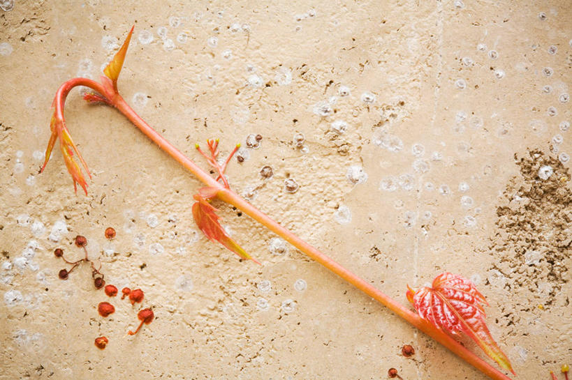 无人,横图,俯视,室外,特写,白天,沙滩,阴影,反射,沙子,影子,海岸,长春藤,常春藤,沙地,粉色,永恒,不朽,忠实,洋常春藤,海滩,彩图,高角度拍摄,常青藤