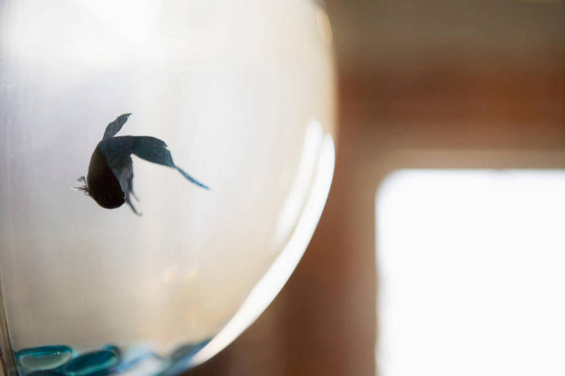 游泳,无人,横图,室内,特写,白天,正面,窗户,玻璃,阴影,朦胧,模糊,反射,鱼,影子,墙,鱼缸,鱼类,海洋生物,玻璃窗,墙壁,墙面,玻璃制品,一个,一只,白色,黑色,单个,水生动物,水生物,海底动物,泅水,拍浮,暹罗斗鱼,五彩搏鱼,泰国斗鱼,彩雀鱼,彩图,全身,暹罗鱼