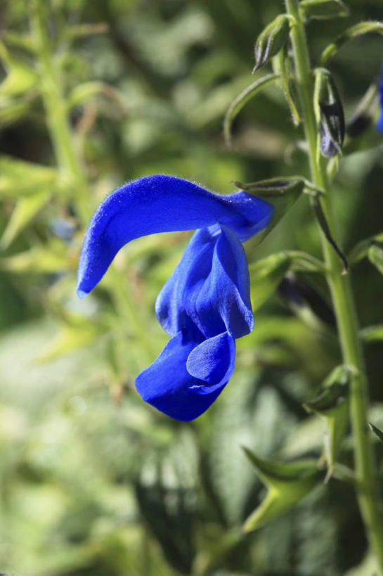 无人,家庭,竖图,室外,特写,白天,正面,智慧,叶子,朦胧,模糊,盛开,绿叶,花蕾,花,花瓣,花朵,鲜花,蓝色,花苞,花蕊,嫩叶,鼠尾草,理性,叶,叶片,彩图