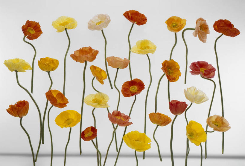 无人,横图,室内,特写,白天,白色背景,正面,植物,罂粟,许多,阴影,反射,影子,草药,中药,排列,黄色,红色,白色,橙色,摄影,影棚,毒品,药材,中草药,中药材,本草,止痛,镇静,安眠,摆列,罂粟花,彩图,影棚拍摄,拍摄,布列,分列