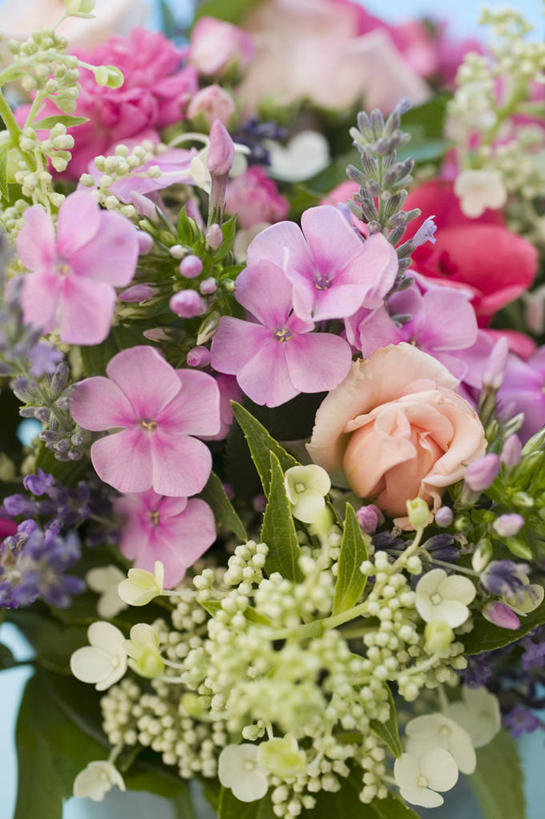 无人,竖图,俯视,室内,特写,白天,叶子,阴影,朦胧,模糊,盛开,反射,影子,绿叶,花蕾,花,花瓣,花朵,鲜花,花苞,花蕊,一束,嫩叶,叶,叶片,彩图,高角度拍摄