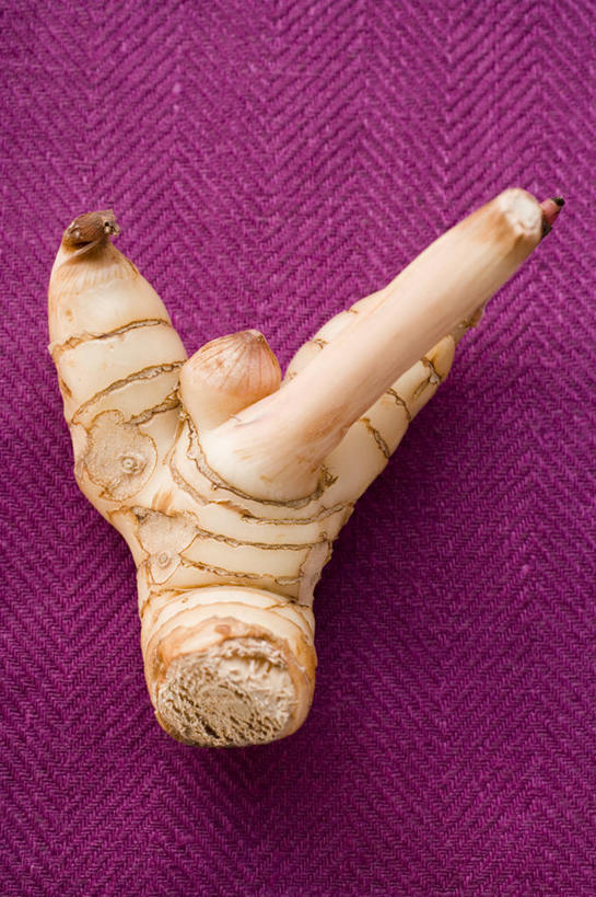 无人,竖图,俯视,室内,特写,白天,植物,餐桌,桌子,蔬菜,阴影,紫色背景,新鲜,反射,影子,食品,草药,药草,中药,食物,一个,摄影,有机食品,绿色食品,影棚,单个,餐台,药材,中草药,高良姜,中药材,本草,风姜,枫姜,高凉姜,良姜,蛮姜,小良姜,彩图,高角度拍摄,影棚拍摄,拍摄