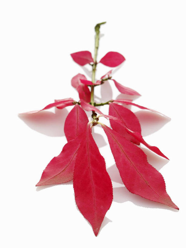 无人,竖图,俯视,室内,特写,白天,白色背景,餐桌,桌子,圣诞节,阴影,节日,庆祝,盛开,反射,影子,圣诞红,一品红,花蕾,文化,花,花瓣,花朵,鲜花,红色,花苞,花蕊,圣诞花,庆典,摄影,猩猩木,影棚,餐台,纪念,绿洲,彩图,高角度拍摄,影棚拍摄,拍摄