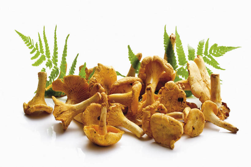 无人,横图,俯视,室内,特写,白天,白色背景,餐桌,桌子,蔬菜,叶子,许多,阴影,新鲜,反射,影子,菌菇,食品,绿叶,很多,菌类,食物,黄色,嫩叶,食用菌,摄影,有机食品,绿色食品,影棚,餐台,鸡油菌,杏黄菌,杏菌,叶,叶片,彩图,高角度拍摄,影棚拍摄,拍摄