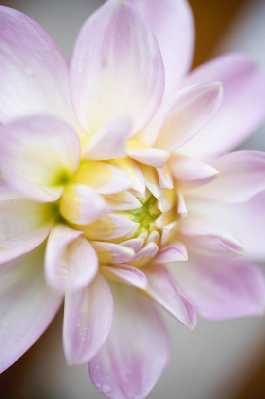 无人,竖图,俯视,室内,特写,白天,朦胧,模糊,盛开,大丽花,花蕾,花,花瓣,花朵,鲜花,一朵,粉色,花苞,花蕊,菊花,大理花,大丽菊,富丽,大方,彩图,高角度拍摄