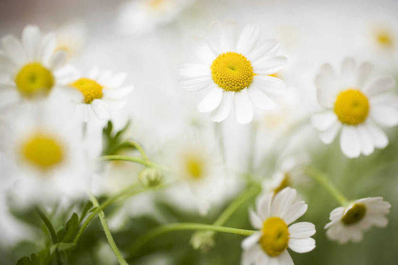 无人,横图,俯视,室外,特写,白天,爱情,旅游,度假,花海,花圃,美景,植物,叶子,许多,阴影,朦胧,模糊,盛开,光线,影子,景观,茼蒿菊,花蕾,娱乐,花,花瓣,花朵,花卉,鲜花,绿色,白色,阳光,自然,花丛,花束,花田,花苞,花蕊,享受,休闲,菊花,景色,放松,吉祥,自然风光,高洁,长寿,蓬蒿菊,怀恋,清净,真情,寿客,秋菊,木春菊,木茼蒿,彩图,高角度拍摄
