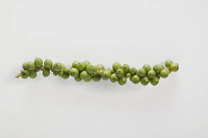 无人,横图,俯视,室内,特写,白天,白色背景,餐桌,桌子,一堆,许多,阴影,堆叠,堆积,反射,影子,调料,调味,香料,佐料,调味品,调味料,摄影,影棚,餐台,堆,绿胡椒,配料,作料,胡椒,彩图,高角度拍摄,影棚拍摄,拍摄