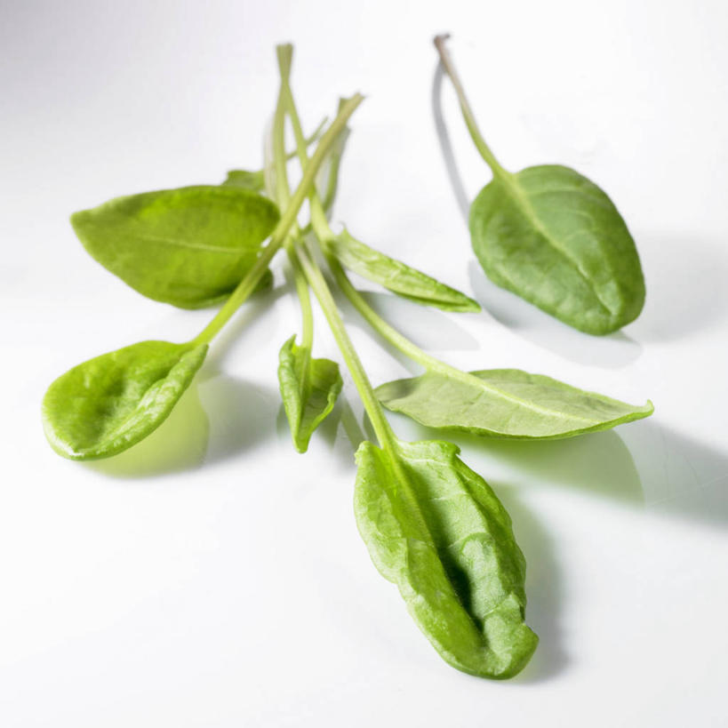 无人,方图,俯视,室内,特写,白天,白色背景,餐桌,桌子,蔬菜,叶子,阴影,新鲜,反射,影子,食品,绿叶,食物,绿色,嫩叶,摄影,有机食品,绿色食品,影棚,餐台,酸模,野菠菜,皱叶羊蹄,体贴,山菠菜,山大黄,叶,叶片,彩图,高角度拍摄,影棚拍摄,拍摄