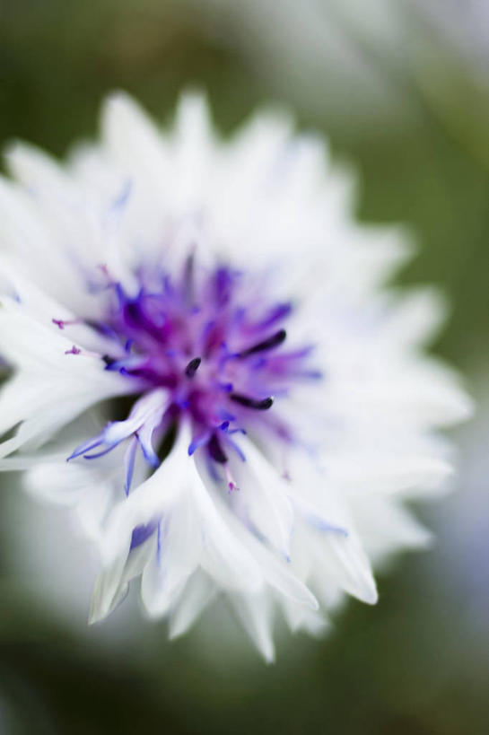 无人,竖图,俯视,室外,特写,白天,幸福,美景,阴影,朦胧,模糊,盛开,光线,影子,景观,花蕾,花,花瓣,花朵,鲜花,一朵,白色,阳光,自然,花苞,花蕊,菊花,景色,优雅,纤细,自然风光,矢车菊,忠诚,再生,蓝芙蓉,荔枝菊,思念,热爱,彩图,高角度拍摄