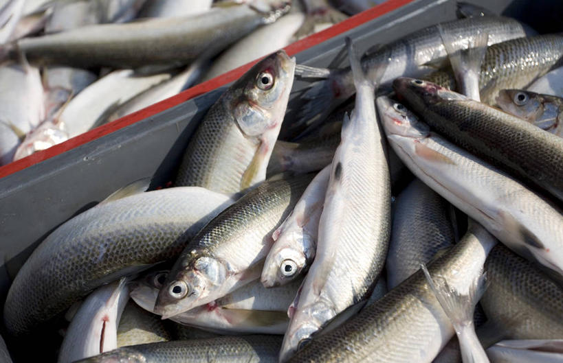 海鲜,无人,横图,俯视,室外,特写,白天,一堆,许多,阴影,堆叠,堆积,反射,鱼,影子,水产,鱼类,海洋生物,容器,储藏,堆,储存,水生动物,海产品,水生物,海底动物,白鱼,红尾巴,乔鱼,彩图,高角度拍摄,贮存