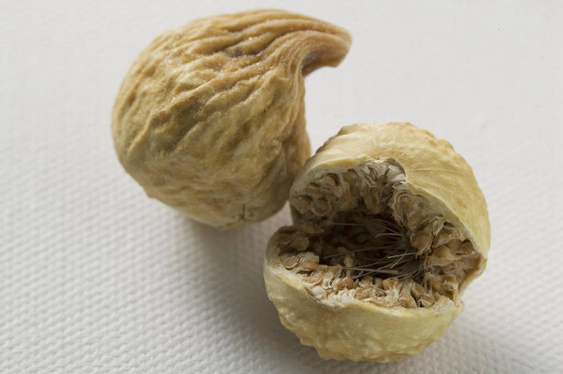 无人,横图,俯视,室内,特写,白天,白色背景,桌面,桌子,阴影,反射,木制,影子,板栗,栗子,坚果,毛栗子,两个,木制品,摄影,影棚,毛栗,栗果,栗楔,彩图,高角度拍摄,影棚拍摄,拍摄