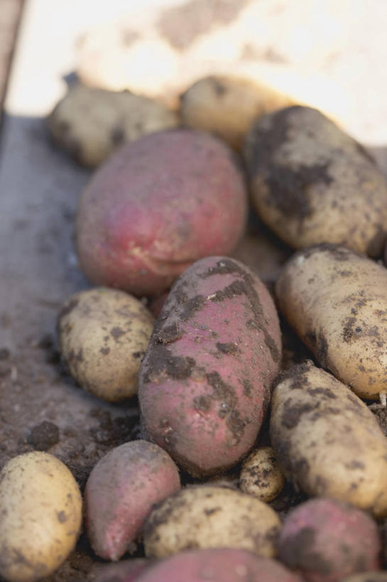 无人,竖图,俯视,室外,特写,白天,蔬菜,土豆,一堆,许多,阴影,堆叠,堆积,朦胧,模糊,新鲜,光线,影子,泥土,土壤,食品,很多,食物,阳光,有机食品,绿色食品,堆,馍馍蛋,洋芋,山药蛋,马铃薯,彩图,高角度拍摄