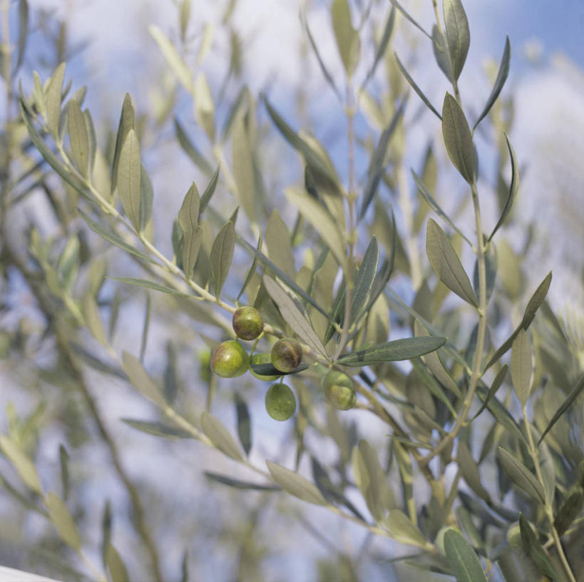 无人,横图,室外,特写,白天,仰视,美景,橄榄,水果,叶子,朦胧,模糊,新鲜,景观,云,云朵,生食,食品,果实,绿叶,云彩,食物,蓝色,白云,蓝天,天空,自然,天,嫩叶,景色,有机食品,绿色食品,晴朗,自然风光,叶,叶片,晴空,青果,白榄,彩图,低角度拍摄