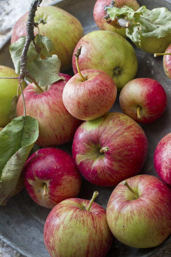 无人,竖图,俯视,室内,特写,白天,桌面,桌子,苹果,餐具,水果,一堆,许多,阴影,堆叠,堆积,新鲜,反射,木制,碟子,盘,影子,生食,食品,果实,食物,红色,绿色,盘子,木制品,碟,有机食品,绿色食品,堆,彩图,高角度拍摄