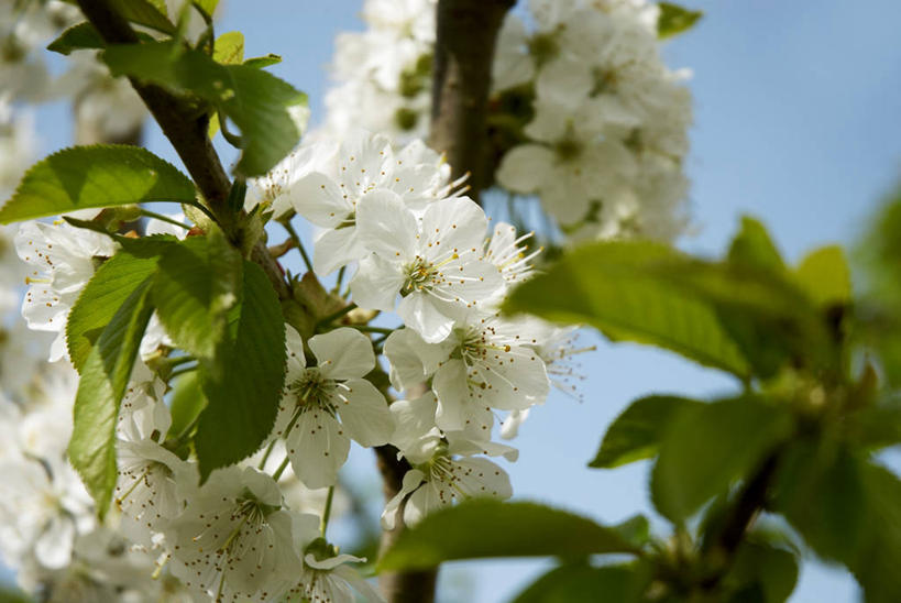 无人,横图,室外,特写,白天,仰视,幸福,纯洁,美景,植物,樱花,叶子,阴影,朦胧,模糊,盛开,光线,影子,景观,绿叶,枝条,花蕾,花,花瓣,花朵,鲜花,树,树木,树枝,蓝色,白色,蓝天,天空,阳光,自然,天,花苞,花蕊,嫩叶,景色,晴朗,等待,生命,自然风光,万里无云,仙樱花,福岛樱,青肤樱,高尚,热烈,虬枝,枝杈,叶,叶片,晴空,晴空万里,荆桃,彩图,低角度拍摄