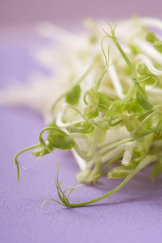 无人,竖图,俯视,室内,特写,白天,桌面,桌子,蔬菜,阴影,朦胧,模糊,新鲜,反射,木制,影子,豆芽,食品,食物,木制品,有机食品,绿色食品,豆芽菜,芽苗菜,彩图,高角度拍摄