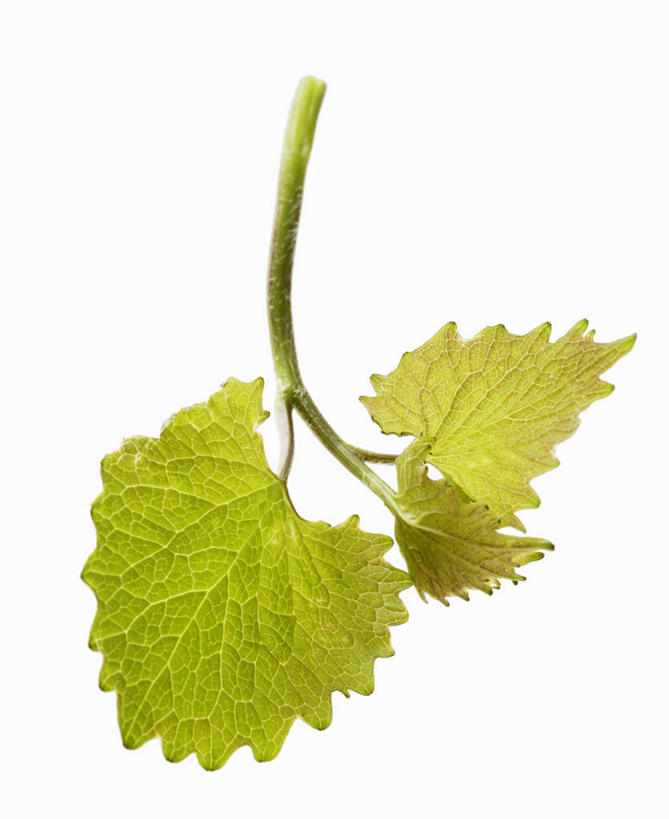 无人,竖图,俯视,室内,特写,白天,白色背景,植物,桌面,桌子,叶子,阴影,反射,木制,纹理,影子,绿叶,草药,药草,中药,绿色,木制品,嫩叶,摄影,影棚,药材,中草药,中药材,本草,肌理,叶,叶片,叶脉,彩图,高角度拍摄,影棚拍摄,拍摄