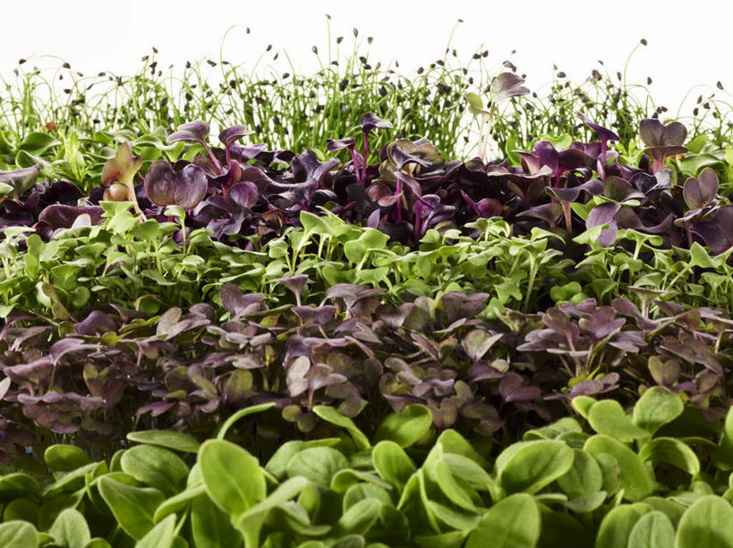 无人,横图,俯视,室内,特写,白天,白色背景,桌面,桌子,芹菜,蔬菜,阴影,新鲜,反射,木制,影子,生菜,莴苣,食品,食物,木制品,摄影,有机食品,绿色食品,影棚,根芹菜,根洋芹,球根塘蒿,春菜,鹅仔菜,莴仔菜,千金菜,叶用莴苣,药芹,水芹,旱芹,彩图,高角度拍摄,影棚拍摄,拍摄