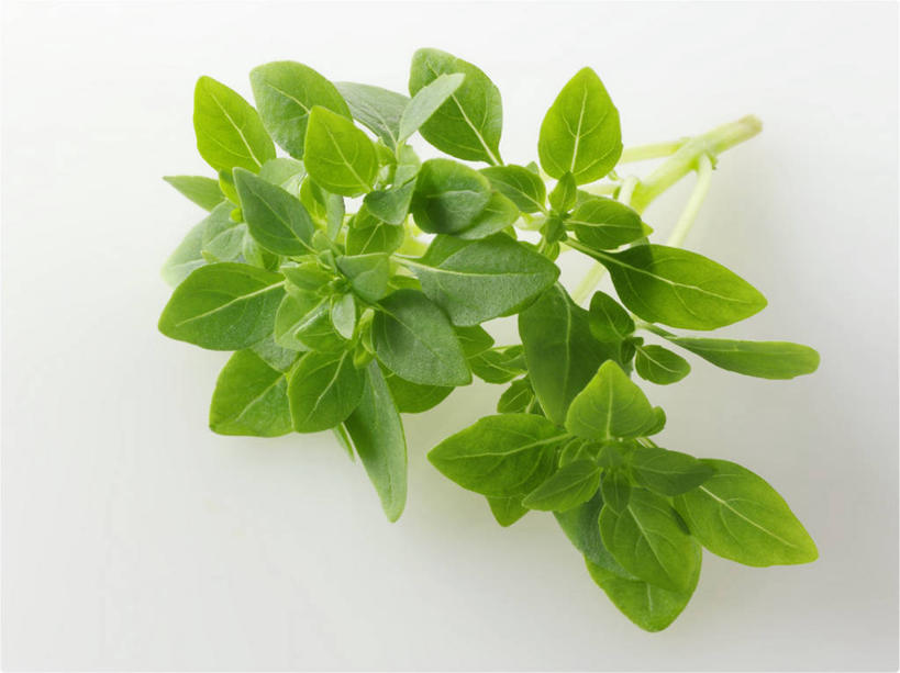 无人,横图,俯视,室内,特写,白天,白色背景,植物,叶子,阴影,反射,影子,香料,绿叶,草药,中药,香草,嫩叶,摄影,影棚,罗勒,紫苏,药材,中草药,九层塔,圣约瑟夫草,甜罗勒,兰香,中药材,本草,叶,叶片,彩图,高角度拍摄,影棚拍摄,拍摄