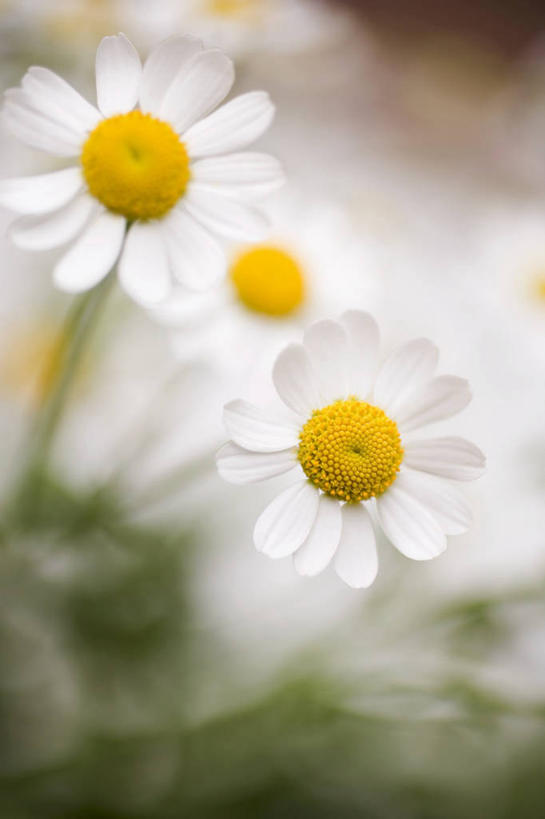 无人,竖图,俯视,室外,特写,白天,快乐,幸福,花海,花圃,植物,叶子,阴影,朦胧,模糊,盛开,反射,影子,玛格丽特,花蕾,雏菊,花,花瓣,花朵,花卉,鲜花,绿色,花丛,花束,花田,花苞,花蕊,菊花,活力,希望,坚强,和平,离别,延命菊,幸福花,春菊,马兰头花,暗恋,纯情,单恋,天真,彩图,高角度拍摄,愉快