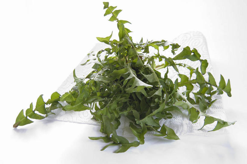 无人,横图,俯视,室内,特写,白天,白色背景,爱情,植物,餐桌,桌子,蒲公英,叶子,阴影,反射,布料,影子,绿叶,草药,药草,布纹,中药,桌布,餐巾,台布,嫩叶,摄影,影棚,餐台,药材,中草药,中药材,本草,开朗,叶,叶片,蒲公草,尿床草,彩图,高角度拍摄,影棚拍摄,拍摄