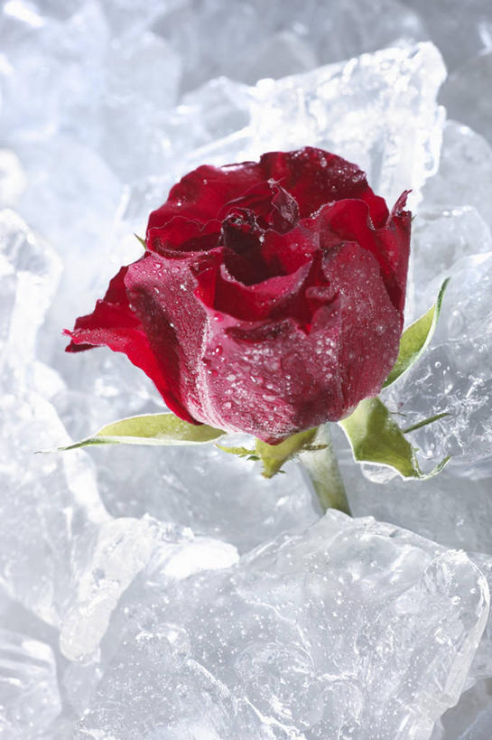 无人,竖图,俯视,室内,特写,白天,爱情,幸福,纯洁,热情,餐桌,桌子,玫瑰,一堆,许多,阴影,堆叠,堆积,盛开,反射,影子,冰,冰块,玫瑰花,浪漫,花蕾,冷冻,花,花瓣,花朵,鲜花,一朵,红色,花苞,花蕊,温暖,温馨,恩爱,寒冷,摄影,影棚,冷藏,餐台,堆,和睦,冰冷,感动,尊敬,保鲜,天真,刺玫花,徘徊花,彩图,高角度拍摄,影棚拍摄,拍摄,融洽