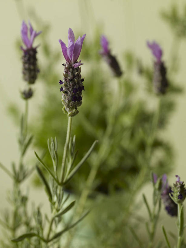 无人,竖图,俯视,室内,特写,白天,爱情,叶子,阴影,朦胧,模糊,盛开,反射,影子,绿叶,浪漫,花蕾,花,花瓣,花朵,鲜花,香草,花苞,花蕊,薰衣草,嫩叶,呼吸,灵香草,黄香草,奇迹,叶,叶片,彩图,高角度拍摄