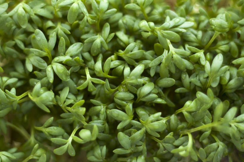 无人,横图,俯视,室内,特写,白天,芹菜,蔬菜,叶子,阴影,新鲜,反射,影子,食品,绿叶,食物,嫩叶,有机食品,绿色食品,根芹菜,根洋芹,球根塘蒿,叶,叶片,药芹,水芹,旱芹,彩图,高角度拍摄