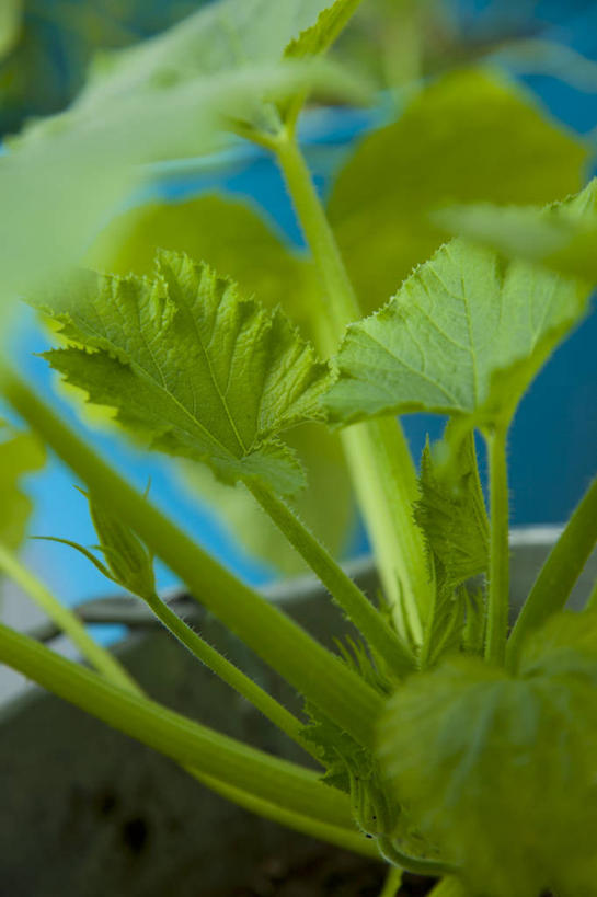 无人,竖图,俯视,室内,特写,白天,餐桌,桌子,芹菜,蔬菜,叶子,阴影,朦胧,模糊,新鲜,反射,影子,食品,绿叶,食物,嫩叶,有机食品,绿色食品,餐台,根芹菜,根洋芹,球根塘蒿,叶,叶片,药芹,水芹,旱芹,彩图,高角度拍摄