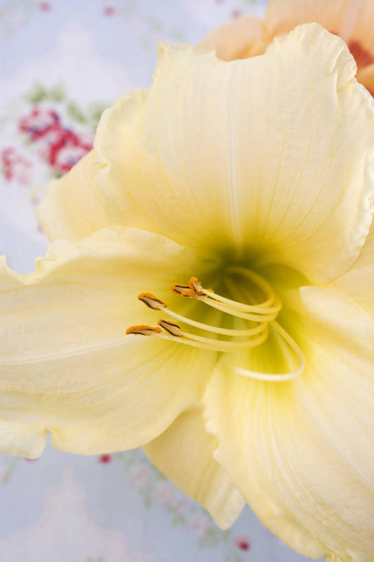 无人,竖图,俯视,室内,特写,白天,桌面,桌子,阴影,朦胧,模糊,盛开,反射,木制,影子,朱顶红,花蕾,花,花瓣,花朵,鲜花,木制品,花苞,花蕊,百枝莲,柱顶红,孤挺花,华胄兰,对红,彩图,高角度拍摄