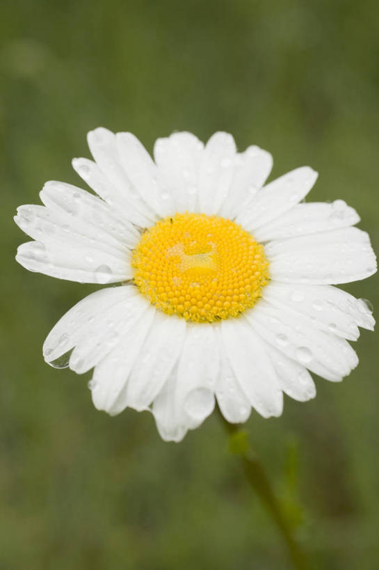 无人,竖图,俯视,室外,特写,白天,爱情,花海,花圃,植物,叶子,朦胧,模糊,盛开,茼蒿菊,花蕾,花,花瓣,花朵,花卉,鲜花,一朵,绿色,白色,花丛,花束,花田,花苞,花蕊,菊花,吉祥,高洁,长寿,蓬蒿菊,怀恋,清净,真情,寿客,秋菊,木春菊,木茼蒿,彩图,高角度拍摄