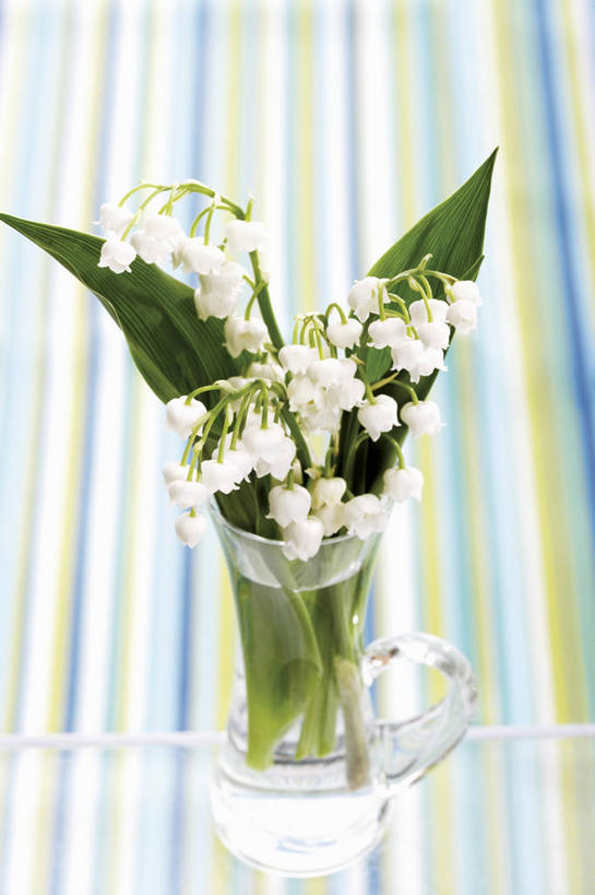 无人,竖图,俯视,室内,特写,白天,幸福,桌面,桌子,花瓶,叶子,阴影,条纹,盛开,反射,木制,布料,影子,铃兰花,绿叶,花蕾,布纹,玻璃制品,桌布,花,花瓣,花朵,鲜花,一个,玻璃瓶,餐巾,木制品,瓶子,台布,花苞,花蕊,嫩叶,单个,铃铛花,铃兰,君影草,山谷百合,香水花,思念,叶,叶片,彩图,高角度拍摄