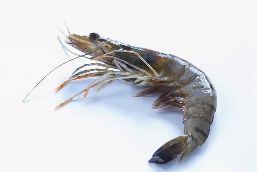 海鲜,无人,横图,俯视,室内,特写,白天,白色背景,桌面,桌子,阴影,反射,木制,影子,虾,水产,海洋生物,一个,木制品,摄影,影棚,单个,水生动物,海产品,水生物,海底动物,彩图,高角度拍摄,全身,影棚拍摄,拍摄