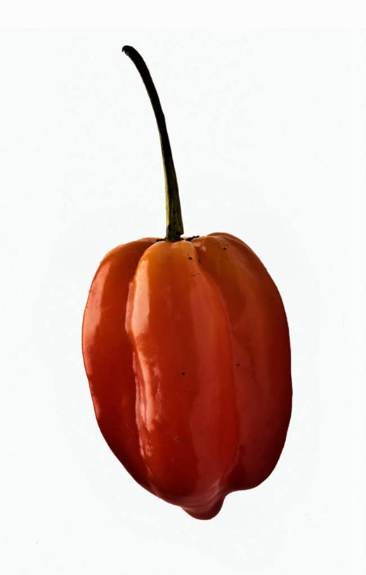 无人,竖图,俯视,室内,特写,白天,白色背景,餐桌,桌子,辣椒,蔬菜,阴影,新鲜,反射,影子,食品,食物,一个,红色,摄影,有机食品,绿色食品,影棚,单个,餐台,辣角,红海椒,大椒,辣虎,广椒,辣子,红辣椒,海椒,番椒,彩图,高角度拍摄,影棚拍摄,拍摄