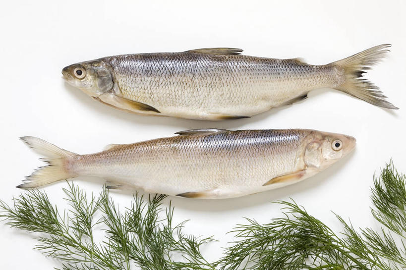 无人,横图,俯视,室内,特写,白天,白色背景,餐桌,桌子,叶子,两条,阴影,反射,鱼,影子,绿叶,水产,鱼类,嫩叶,摄影,影棚,餐台,水生动物,水生物,白鱼,叶,叶片,彩图,高角度拍摄,全身,影棚拍摄,拍摄