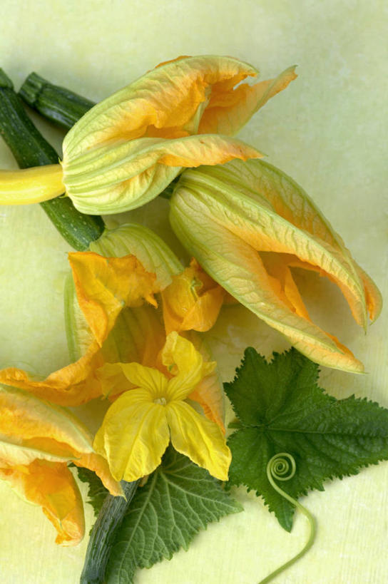 无人,竖图,俯视,室内,特写,白天,餐桌,桌子,蔬菜,叶子,阴影,朦胧,模糊,新鲜,盛开,反射,影子,食品,绿叶,西葫芦,花蕾,花,花瓣,花朵,鲜花,食物,黄色,绿色,花苞,花蕊,嫩叶,白瓜,有机食品,绿色食品,餐台,茭瓜,叶,叶片,彩图,高角度拍摄