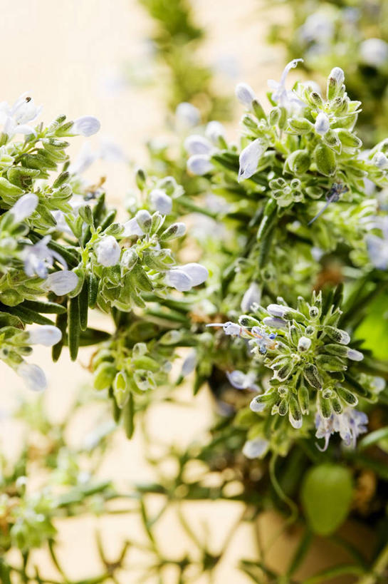 无人,竖图,俯视,室内,特写,白天,餐桌,桌子,叶子,阴影,朦胧,模糊,盛开,反射,影子,绿叶,花蕾,花,花瓣,花朵,鲜花,花苞,花蕊,嫩叶,餐台,迷迭香,海洋之露,叶,叶片,彩图,高角度拍摄